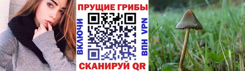 купить наркотик  Звенигород  Псилоцибиновые грибы Psilocybe 